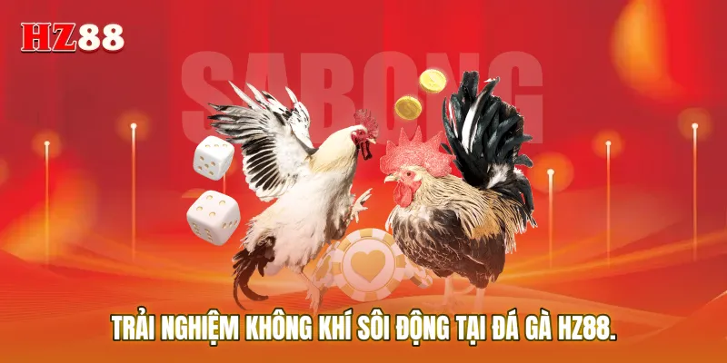 Trải nghiệm không khí sôi động tại Đá gà HZ88